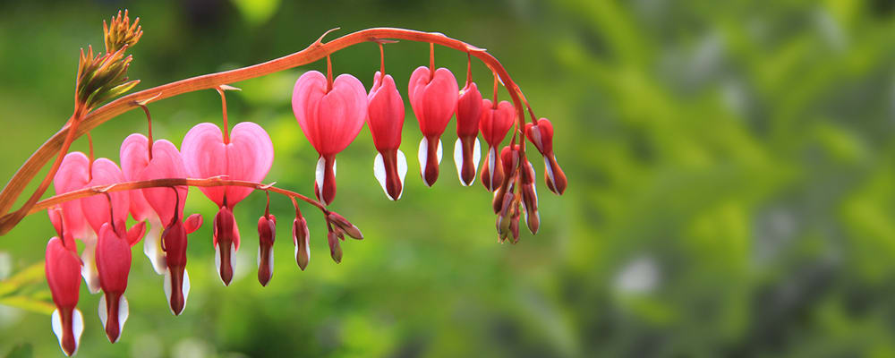 Bleeding heart Flower